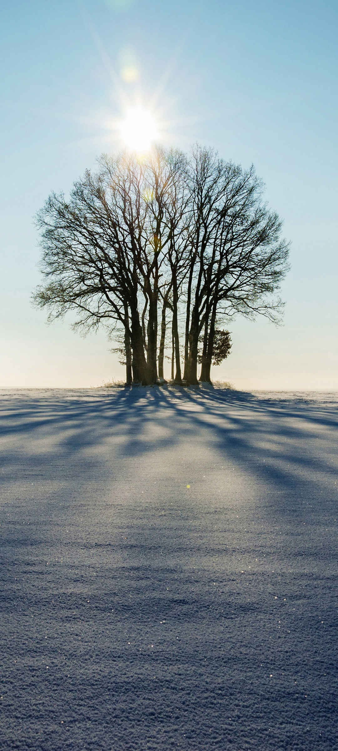 冬天雪地 树 太阳 高清风景手机壁纸
