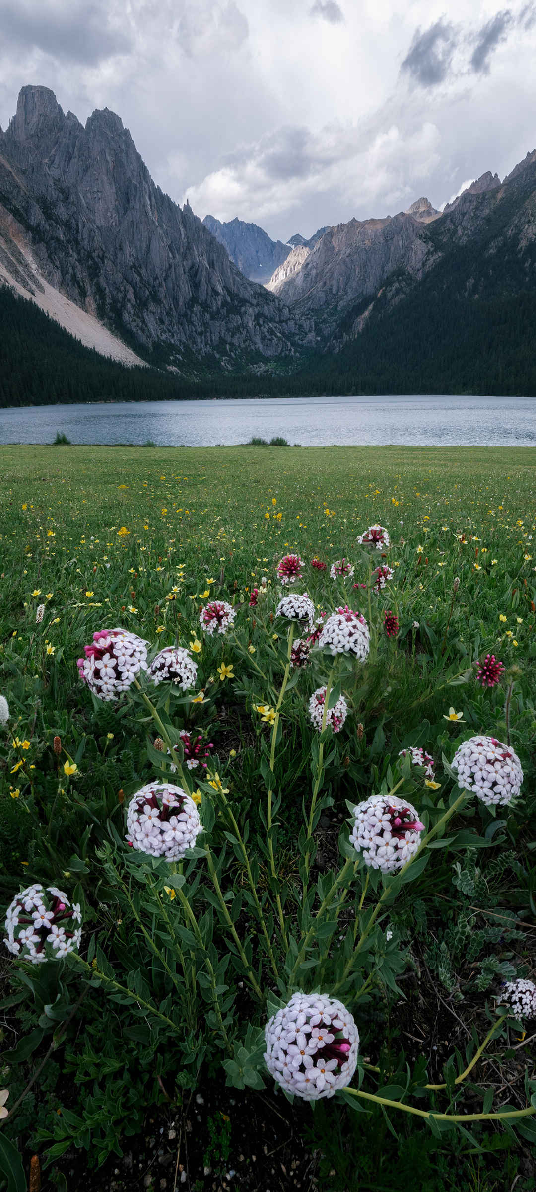 高山 湖 鲜花 风景手机壁纸