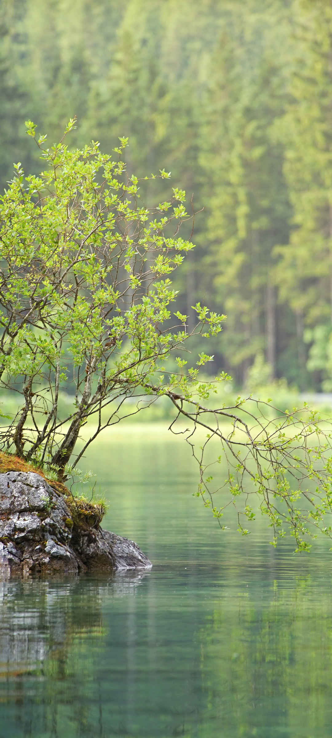 自然 森林 湖 树林 绿色护眼手机壁纸