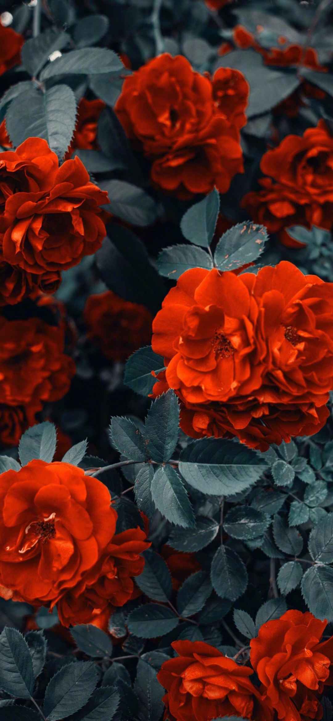 餐桌上的红色玫瑰花情侣520节日手机壁纸套图1