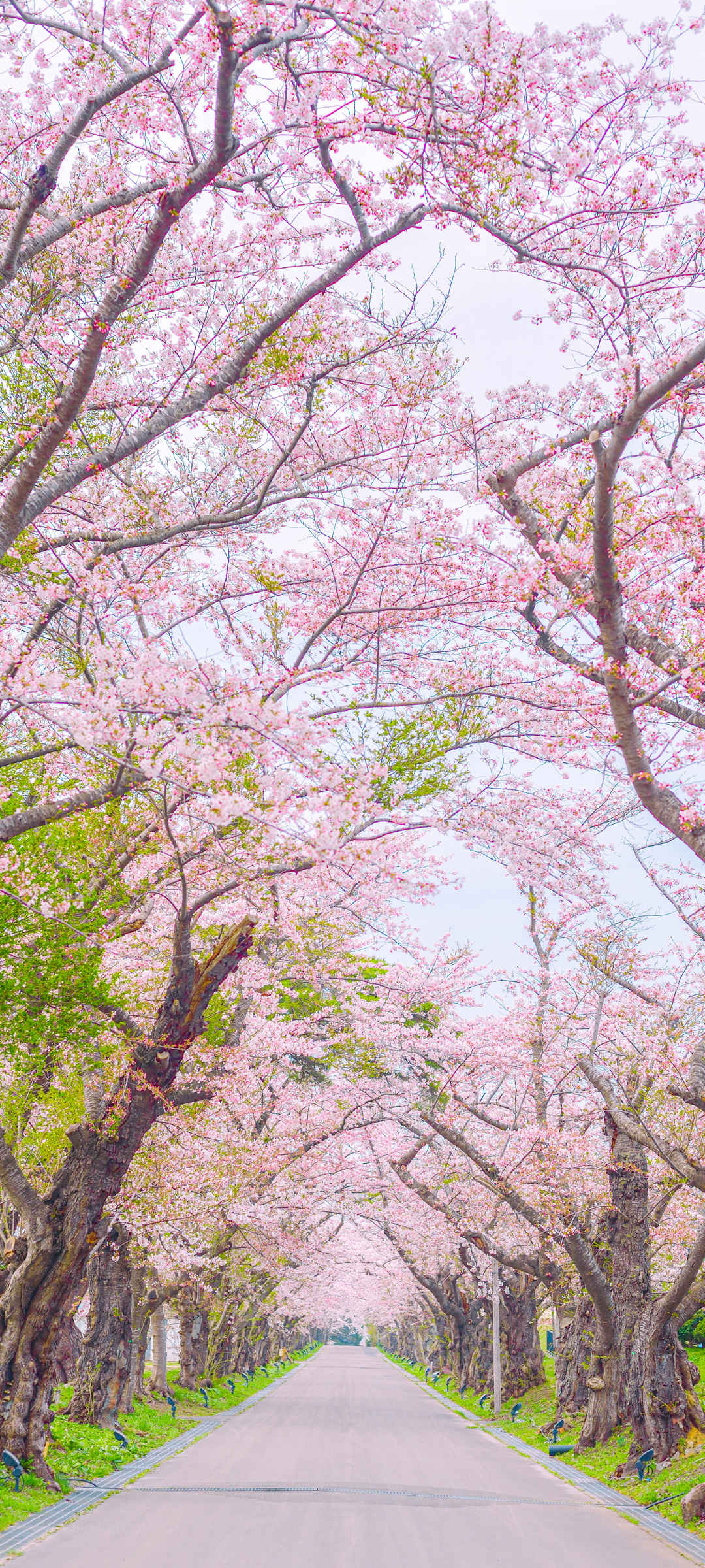 粉色樱花 小道 高清手机风景壁纸