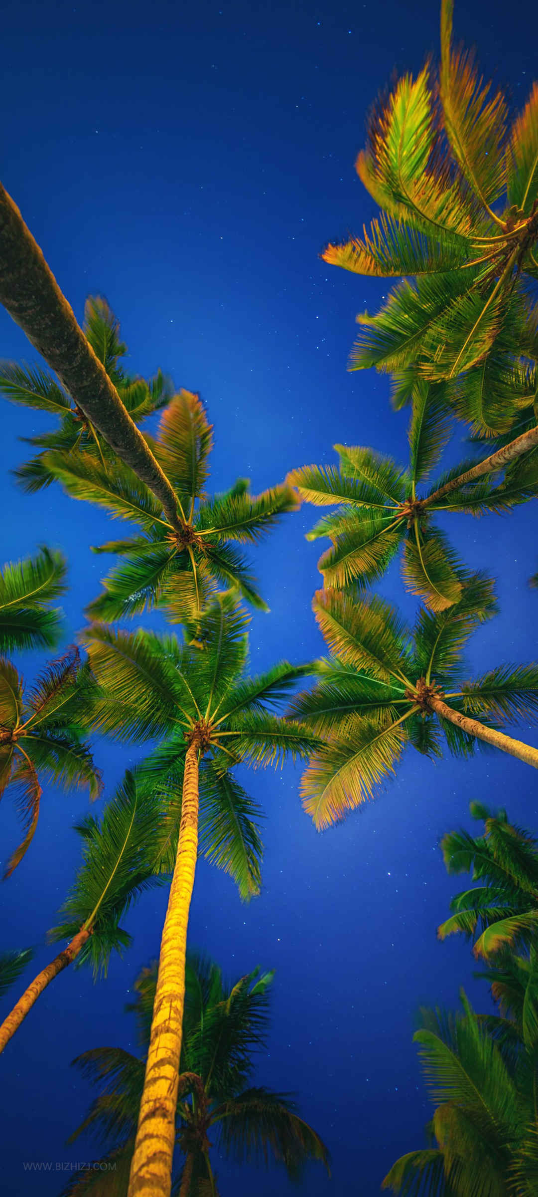 棕榈树风景全屏手机壁纸-