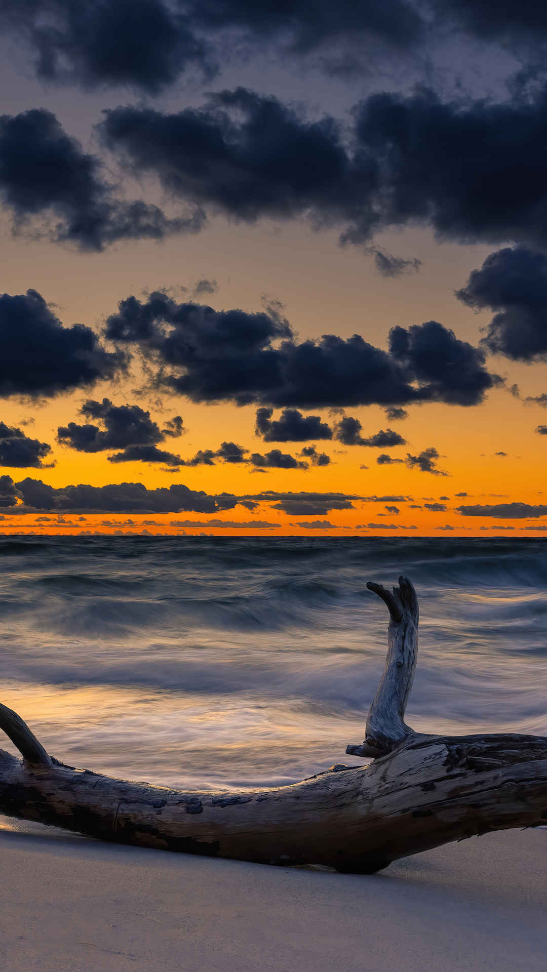 夕阳 大海 海滩 枯树手机壁纸-