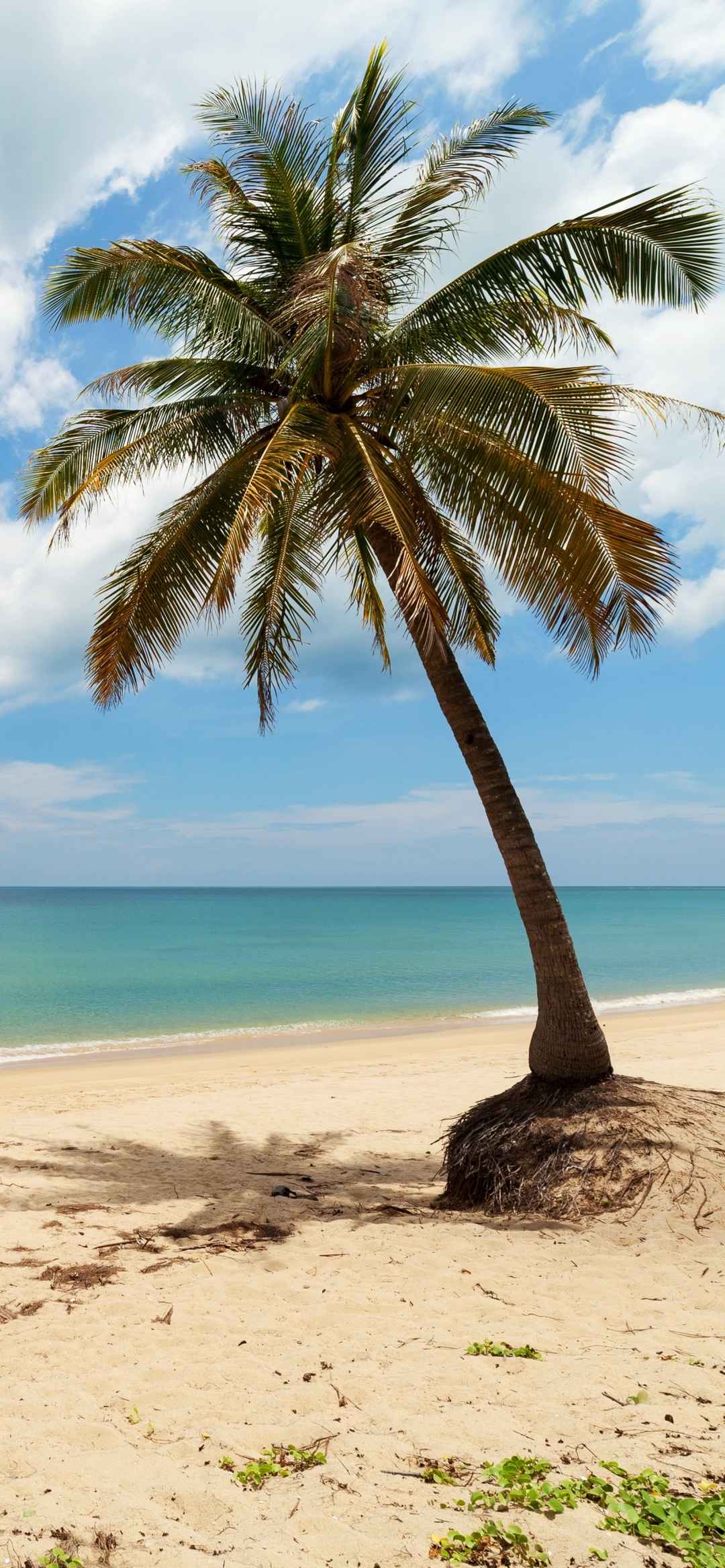 海滩棕榈树竖屏壁纸