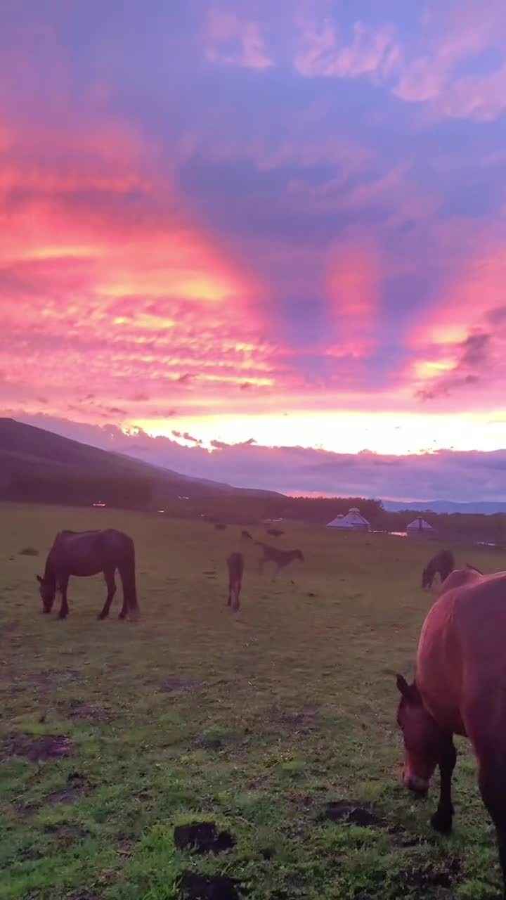 夕阳照射下的草原上的马儿风景手机壁纸-