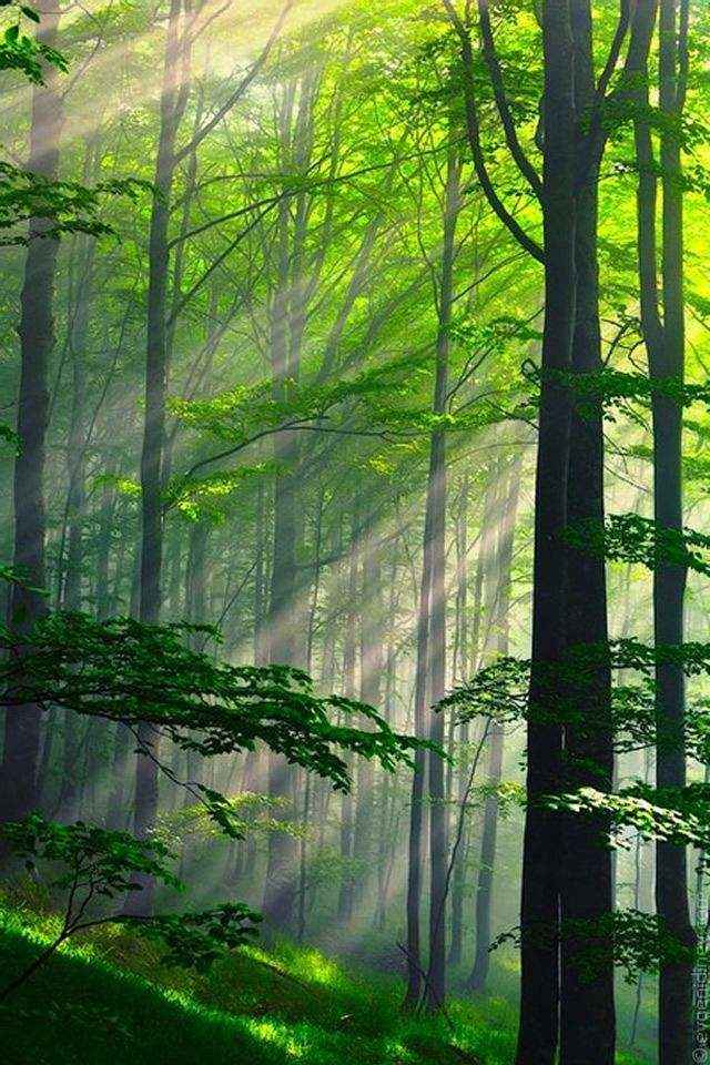 分享2款你绝对会惊艳的唯美森林风景护眼手机壁纸-