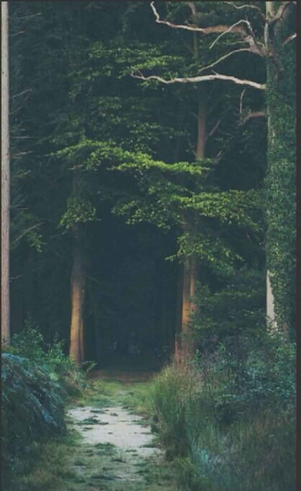森林，逆光，树木，唯美森系高清手机壁纸图片-