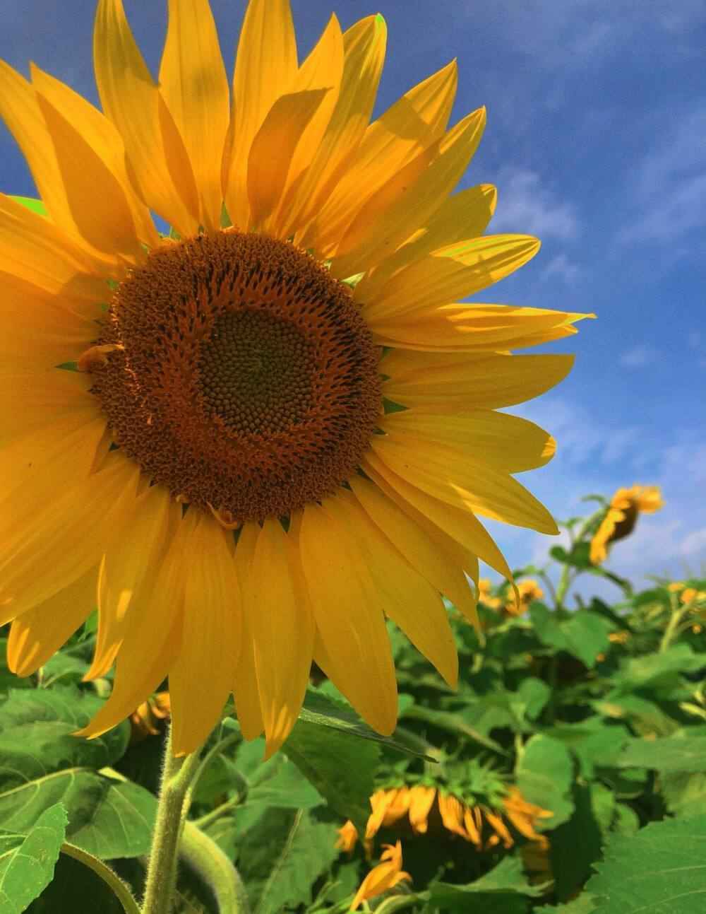 金黄的太阳花向日葵田园唯美风景手机壁纸