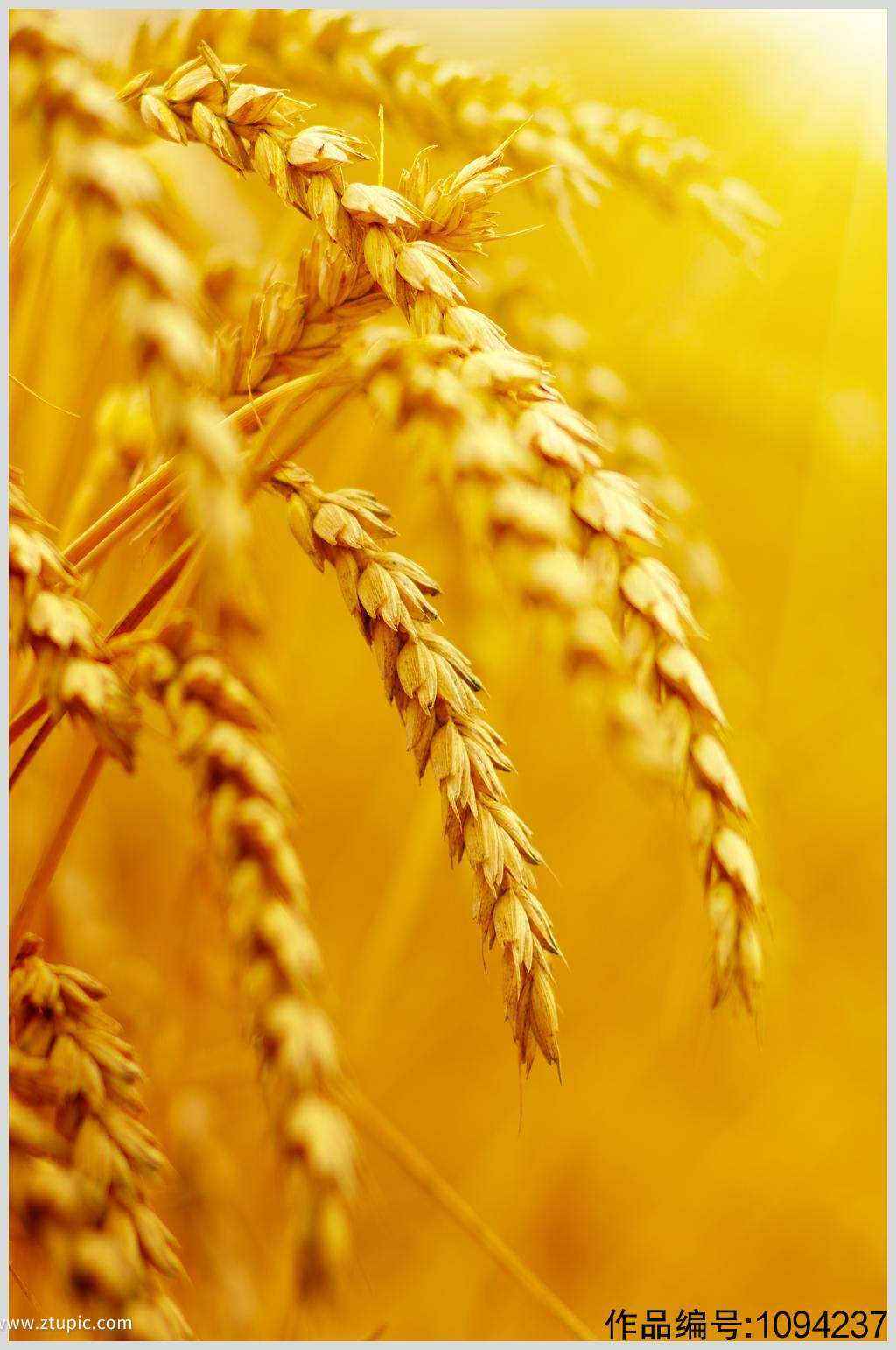 高清好看的麦穗，麦田风景植物手机壁纸，成熟的味道很美套图1