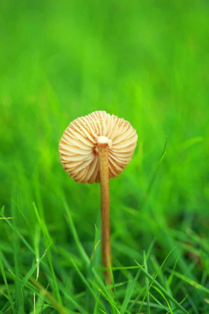草地上的野生菌类小菇纯绿色风景手机壁纸图片-