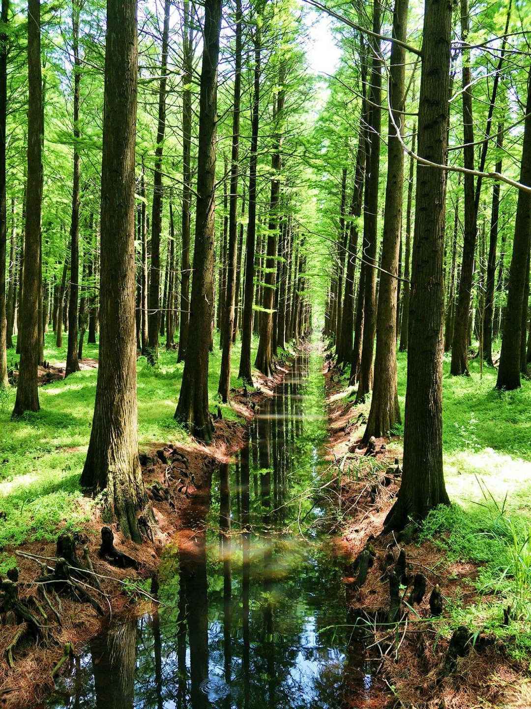 大自然的魅力，唯美的大自然森林手机壁纸图片套图1
