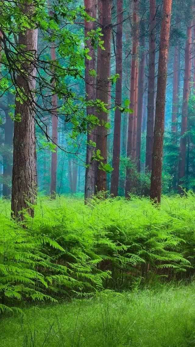 迷雾下的森林手机壁纸图片，太美了-