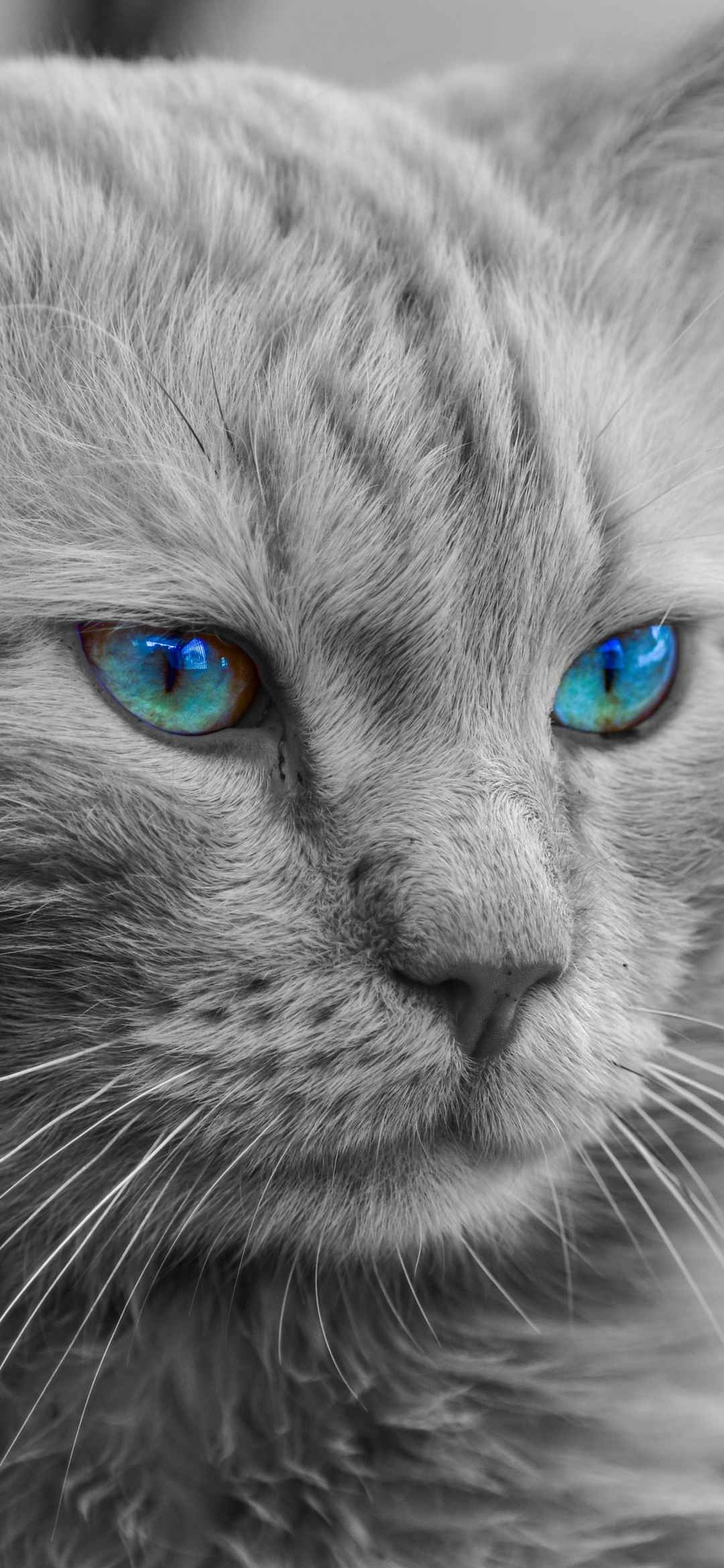 蓝眼宠物猫壁纸