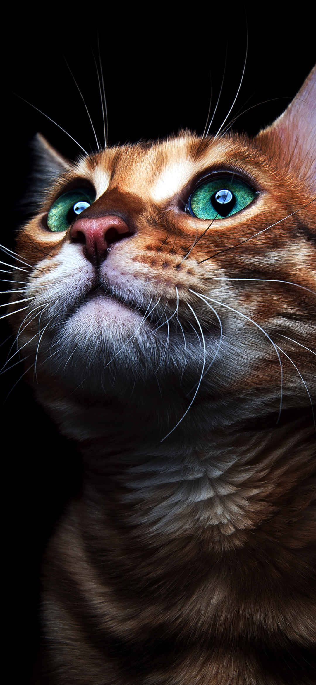 绿眼宠物猫壁纸