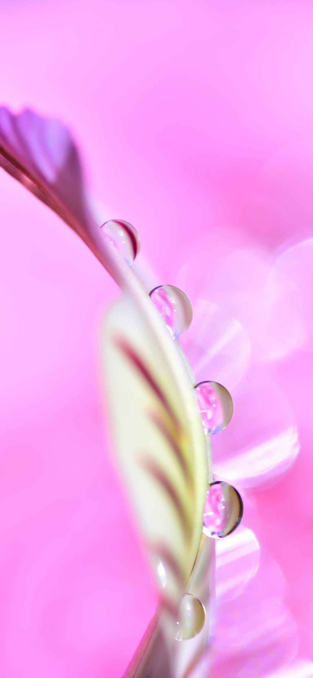 创意摄影艺术感iPhone粉色系壁纸