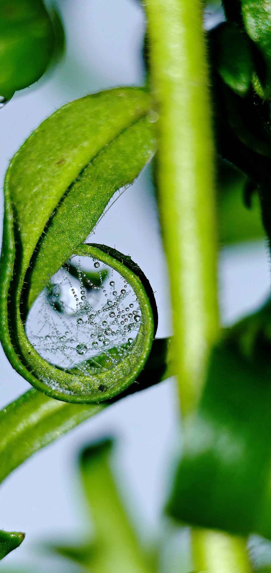 植物叶子水滴露珠蜘蛛网