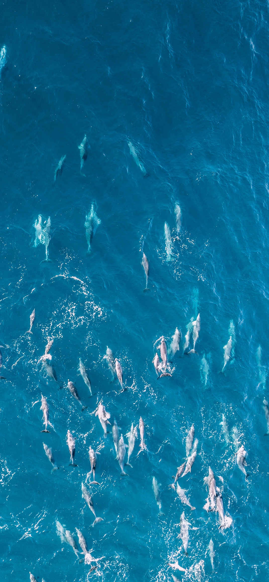 清澈海上一群群鱼穿梭最新壁纸-