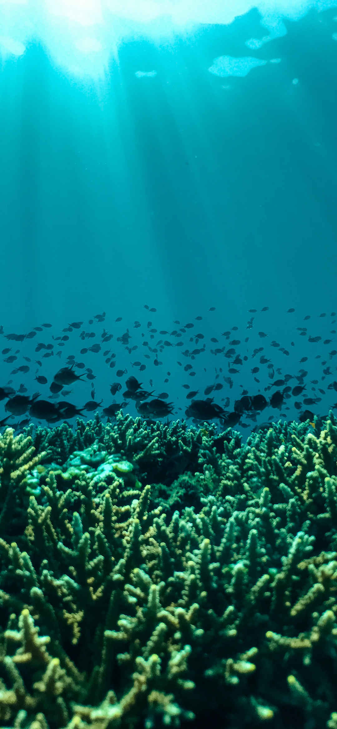大海海底世界手机壁纸