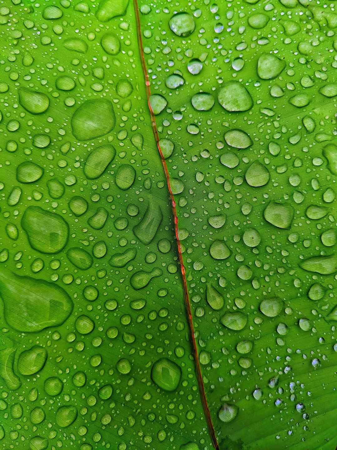 绿叶 水珠手机壁纸-