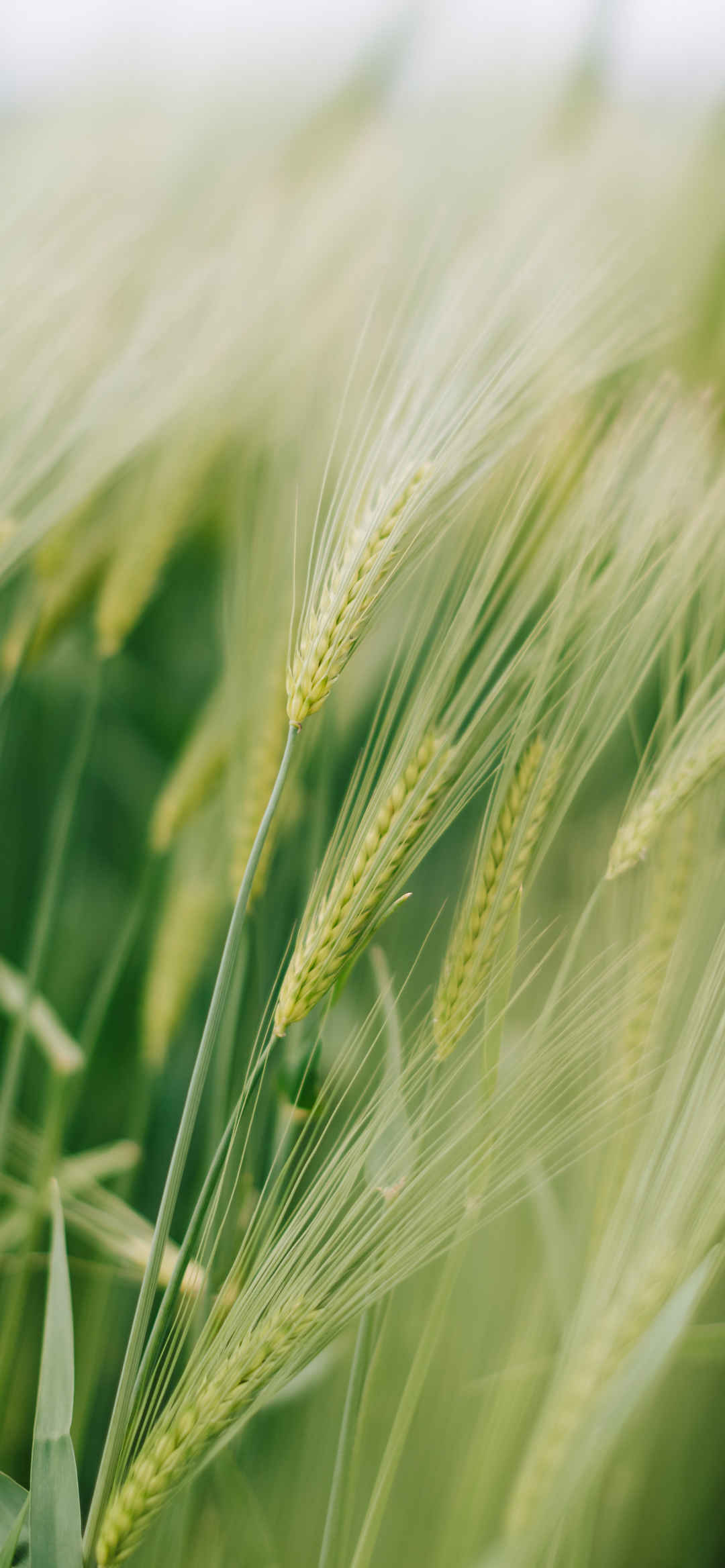 2023最新绿色小麦养眼壁纸-
