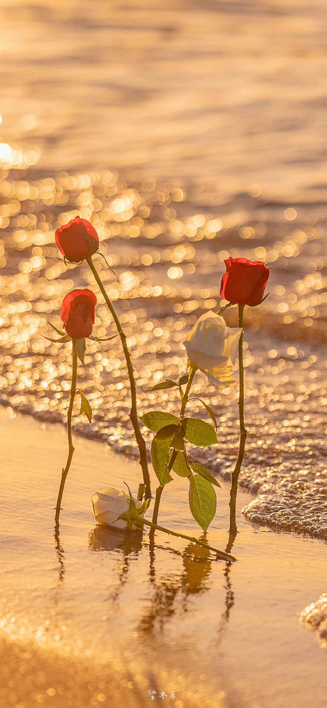 日落黄昏海边玫瑰花意境图片-