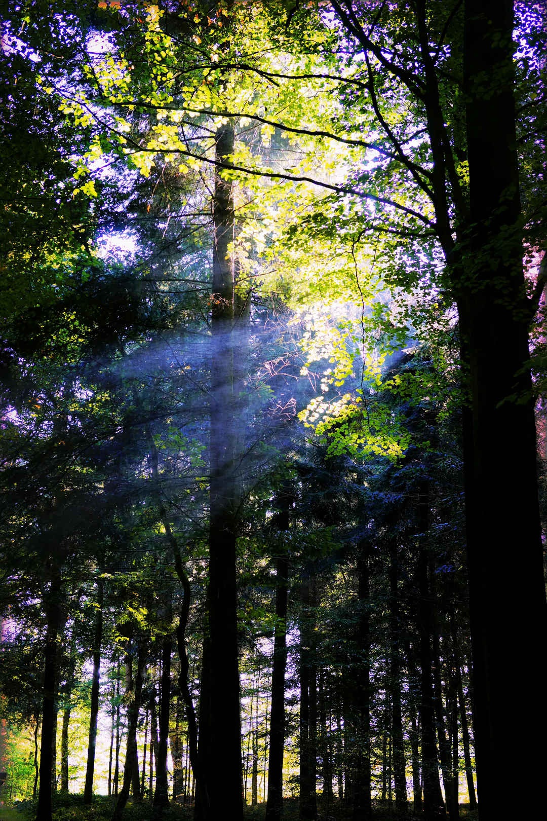 阳光洒下森林充满希望壁纸