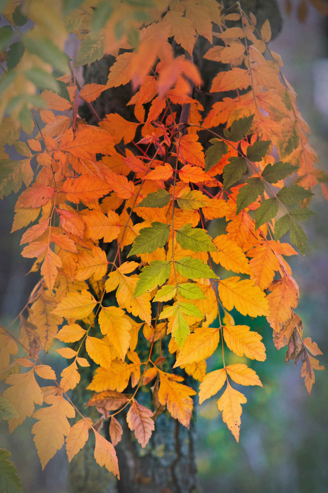 秋天黄色树叶壁纸