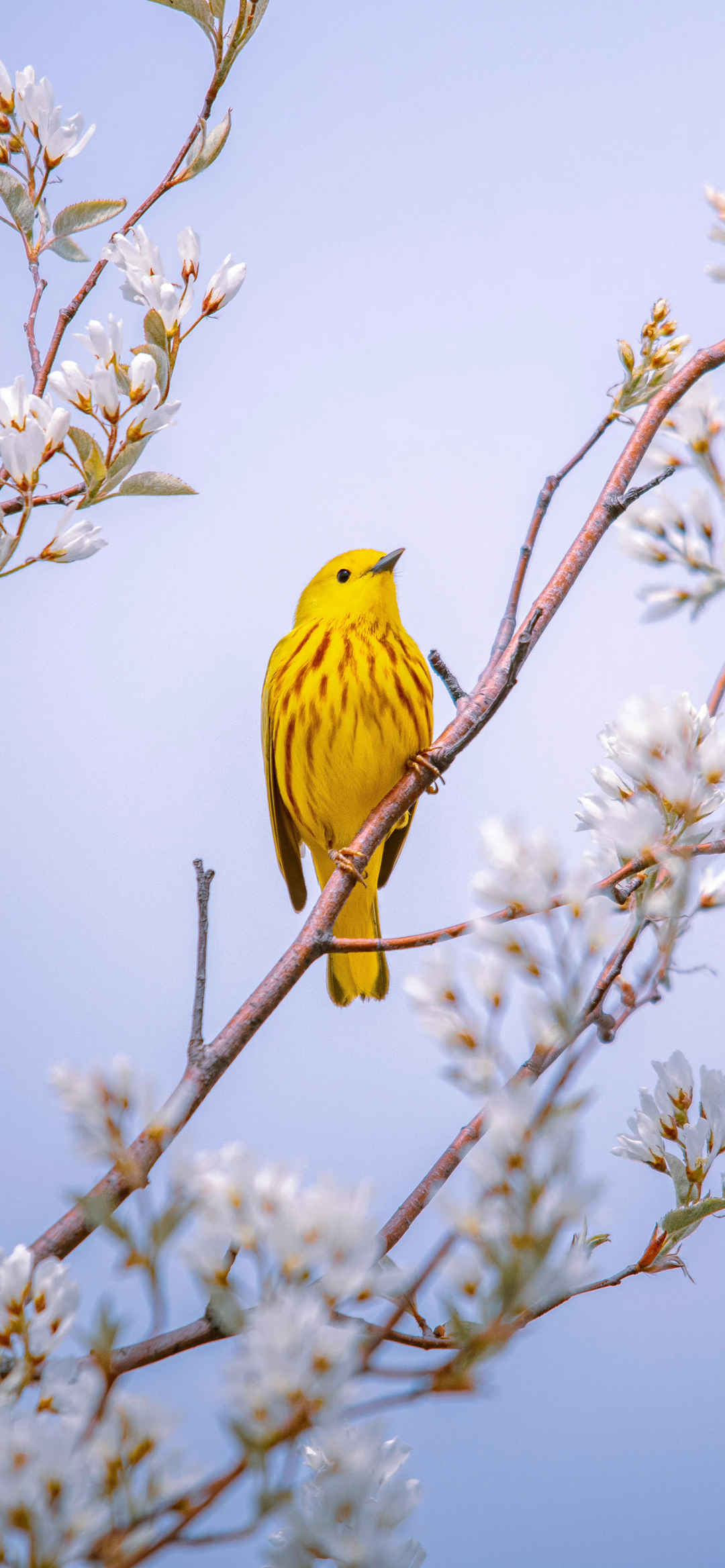 黄色小鸟站在枝头上自然风景竖屏壁纸-