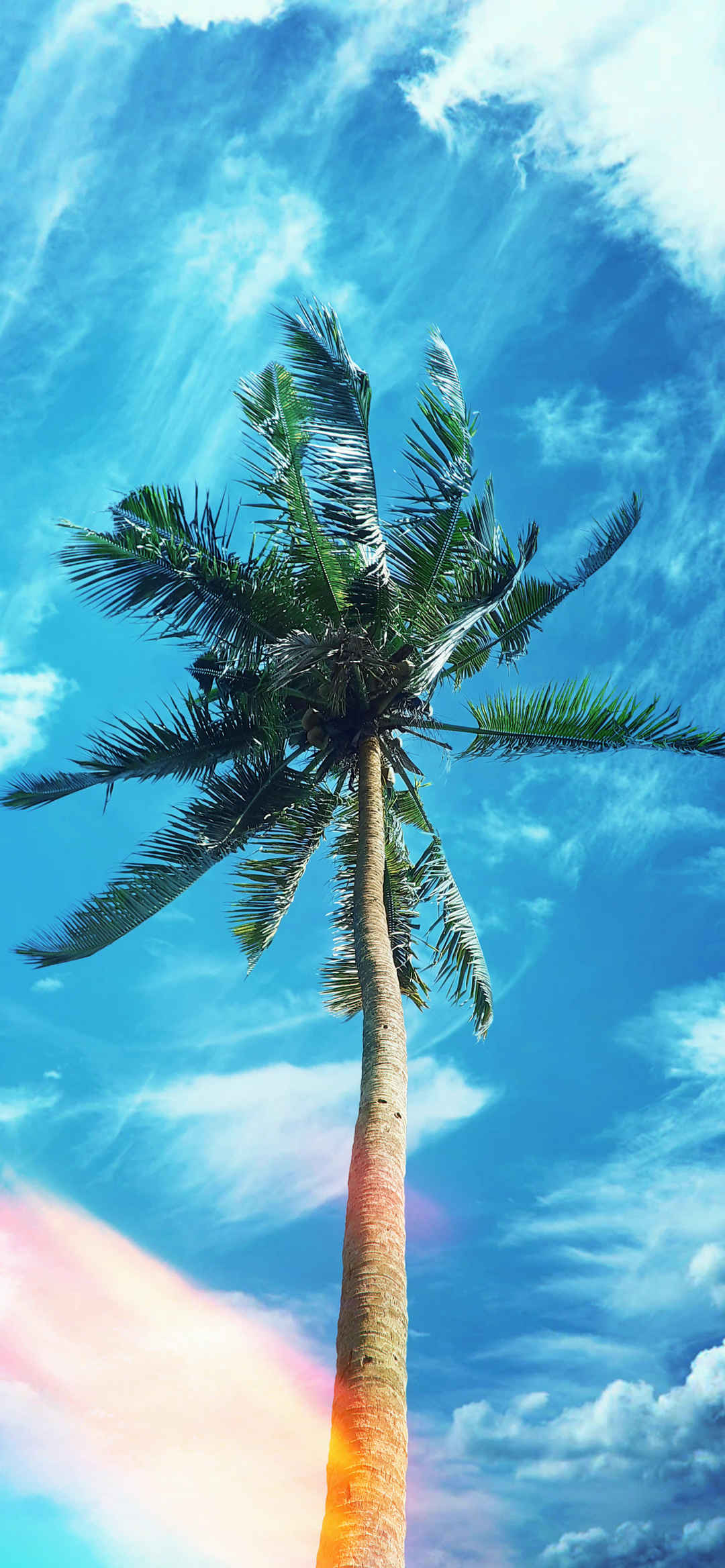 海边椰子树壁纸-