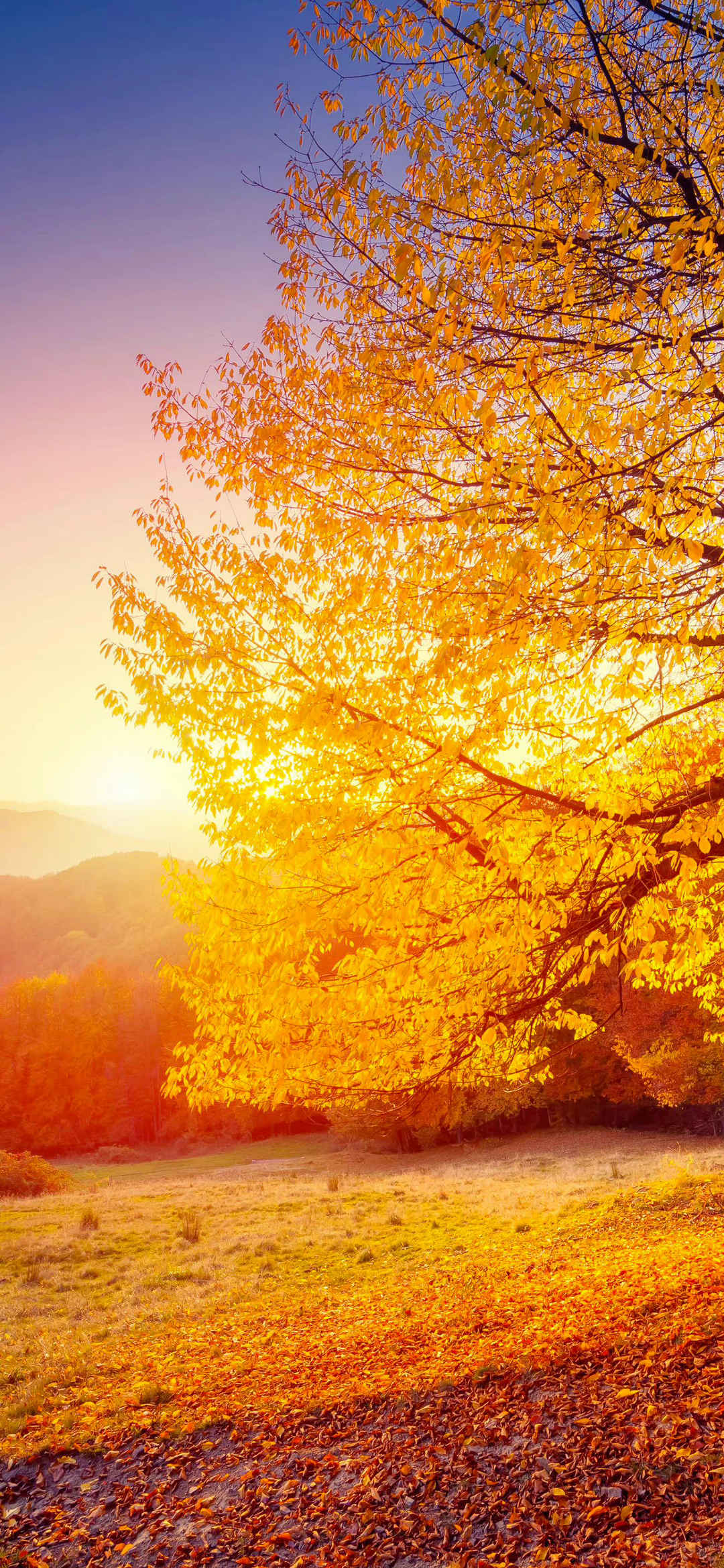 快乐秋天阳光唯美风景壁纸