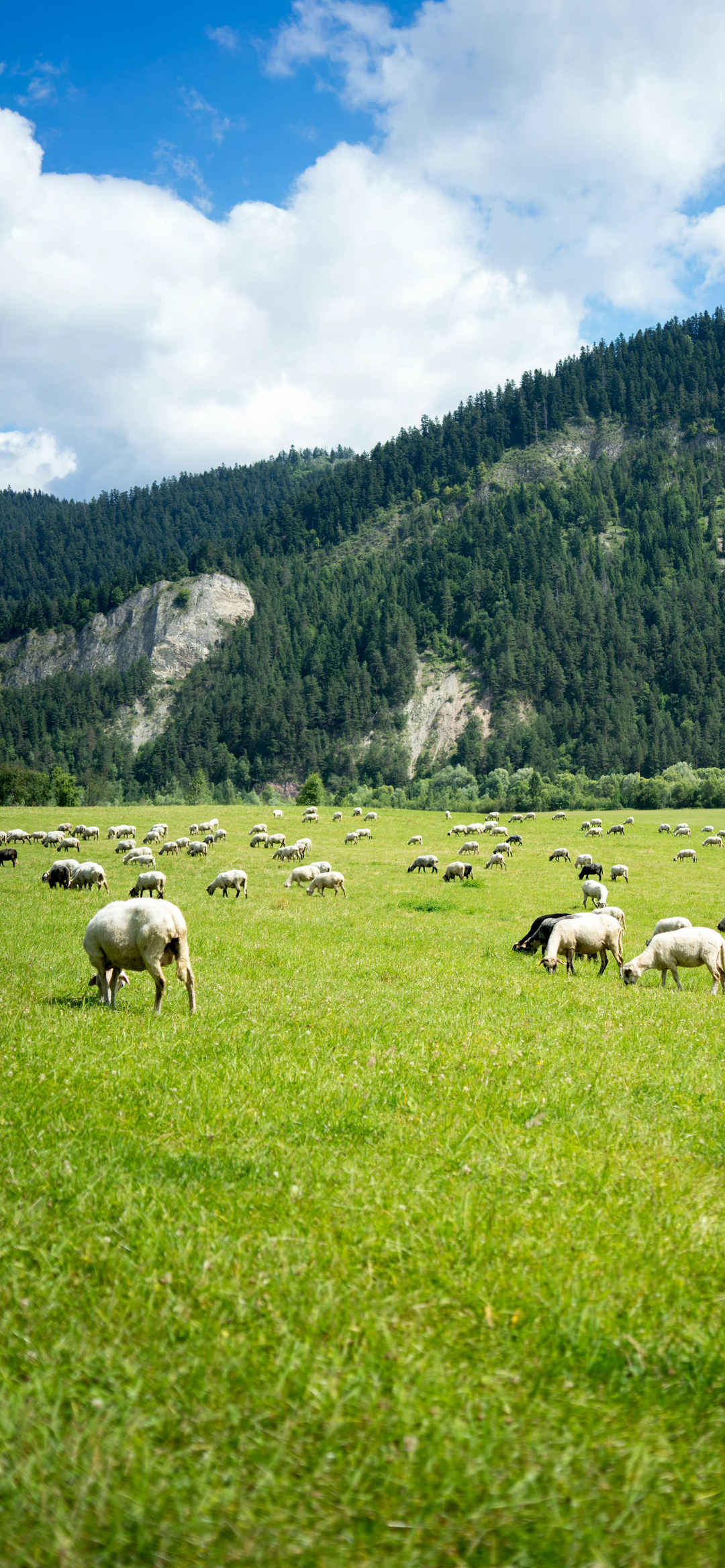 绿色草地上的羊群iOS16景深壁纸