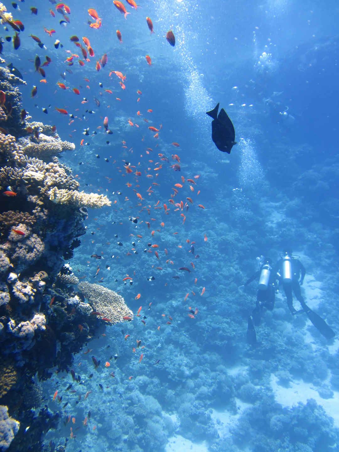 海洋下珊瑚鱼群潜水员视觉壁纸