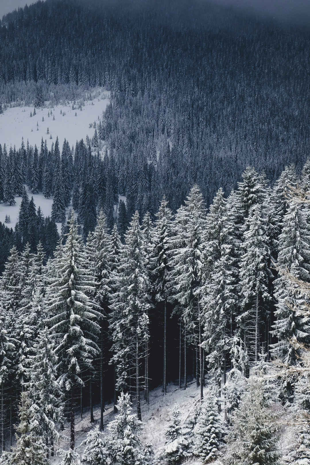 冬季森林 大雪