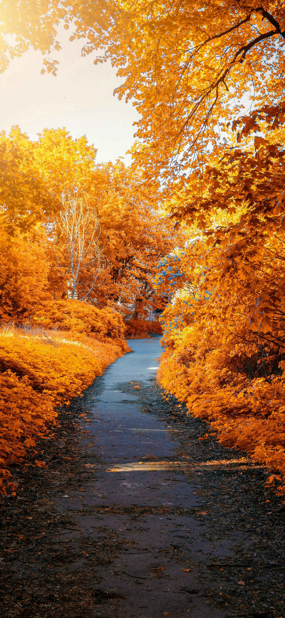 暖色秋天树林河流意境唯美壁纸-
