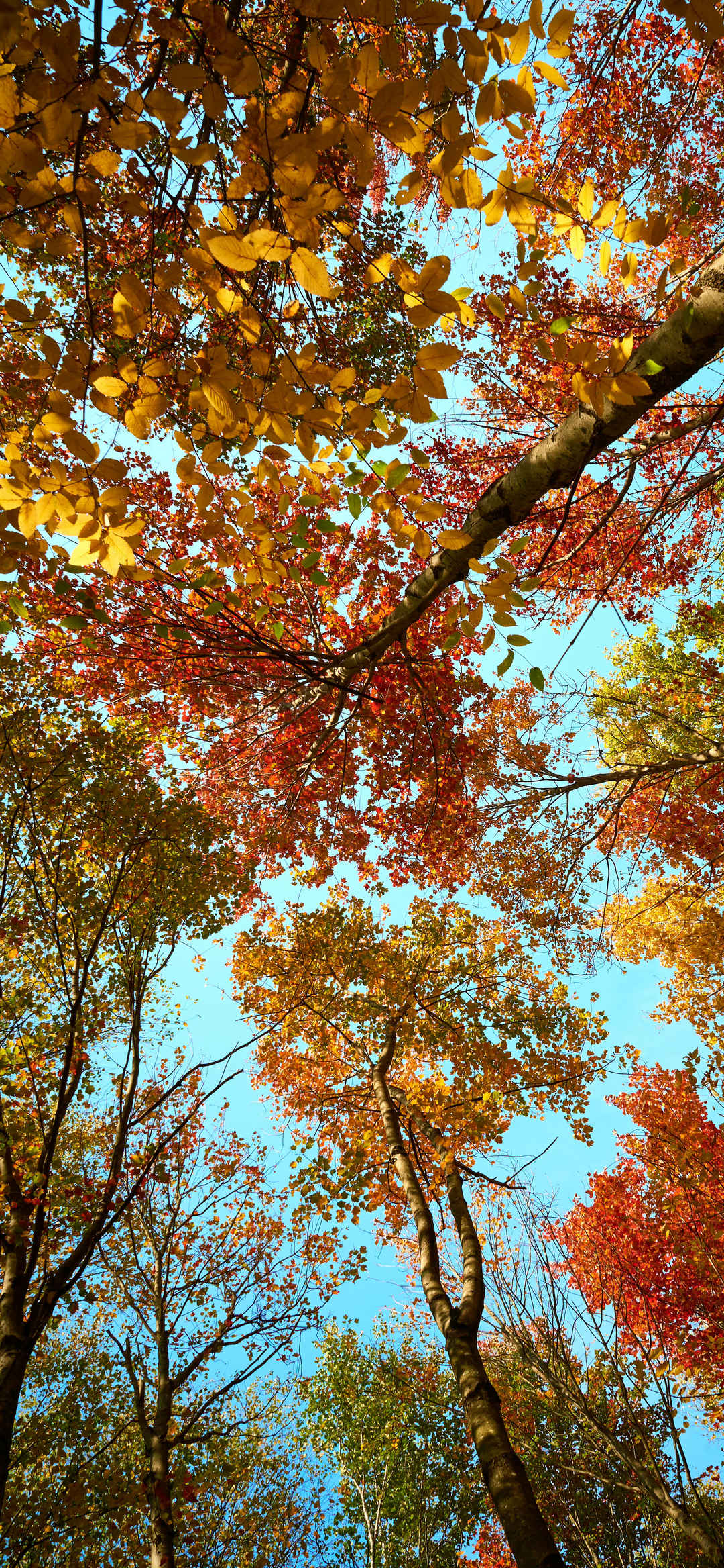 意境唯美暖色秋林壁纸