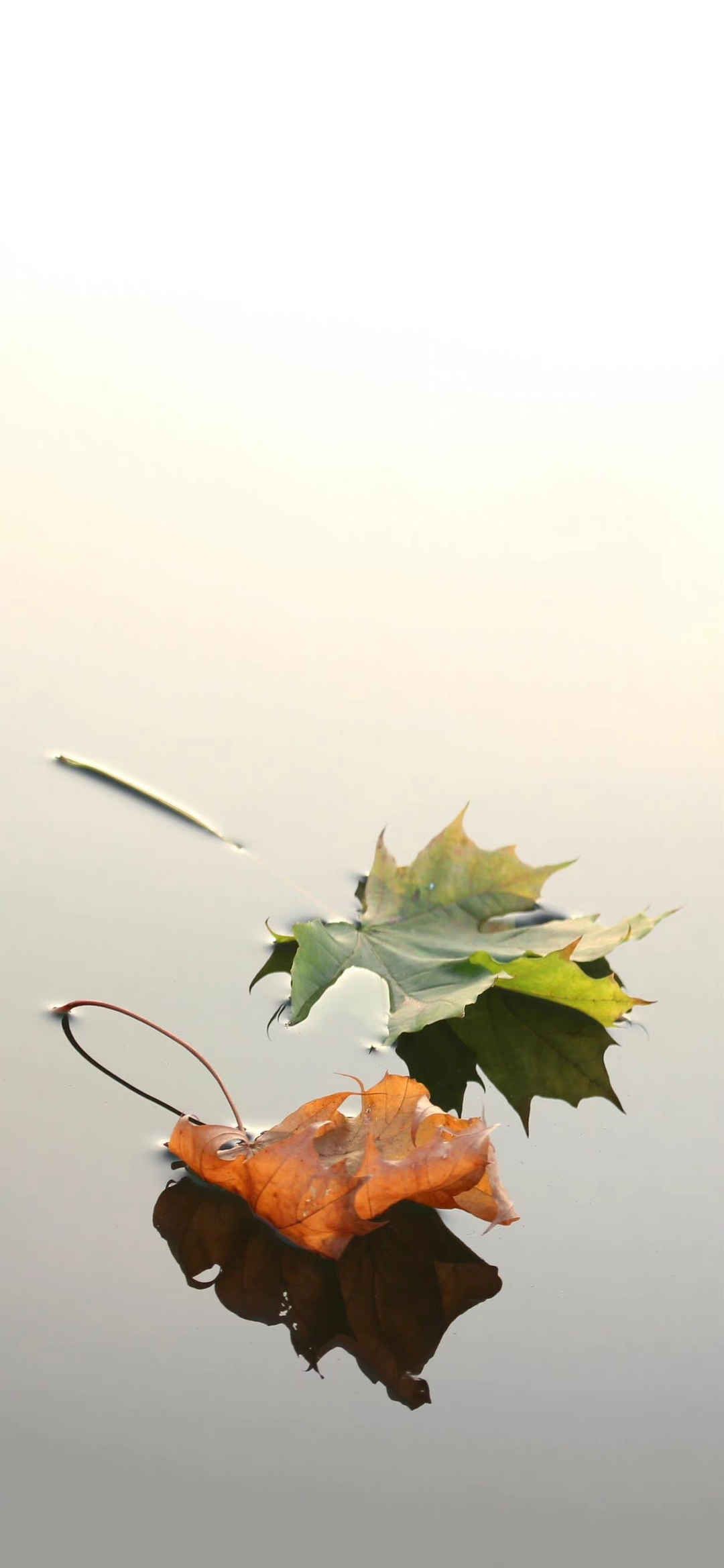 适合秋天落叶漂浮在水上的壁纸-