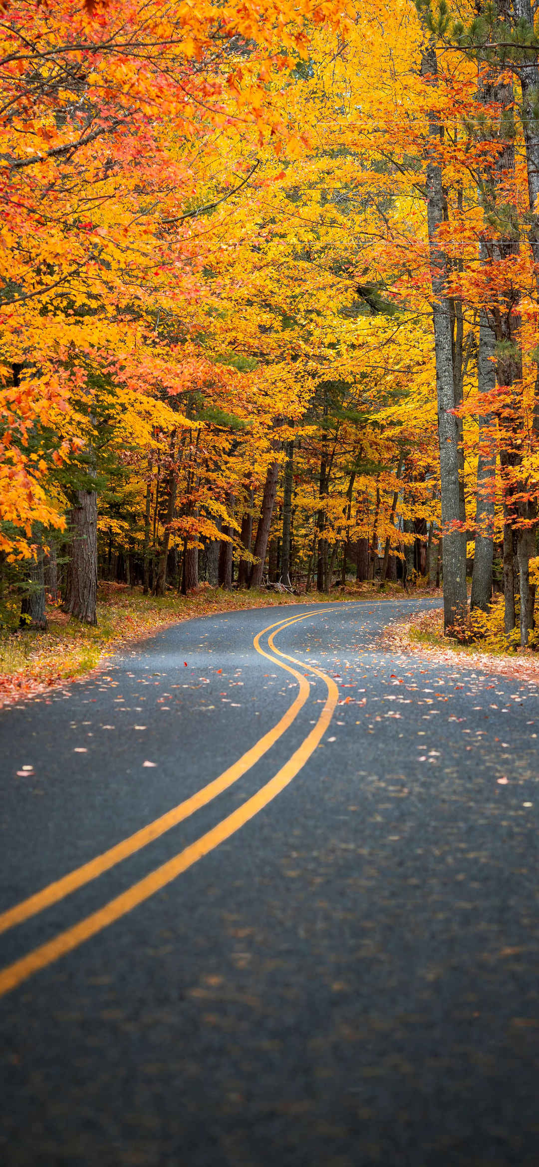 秋天快乐树林弯曲公路风景图