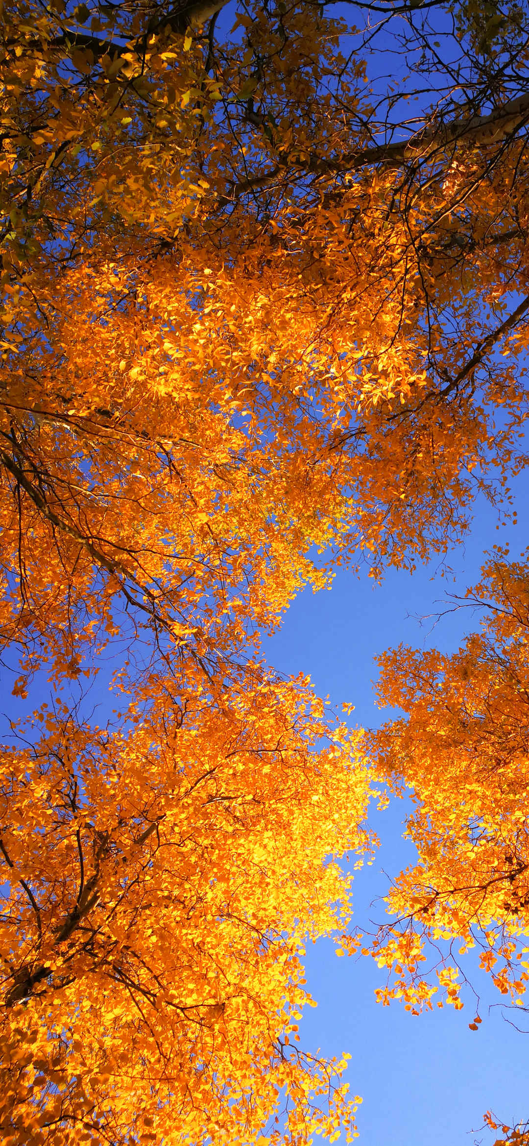 金色秋天风景专属手机壁纸