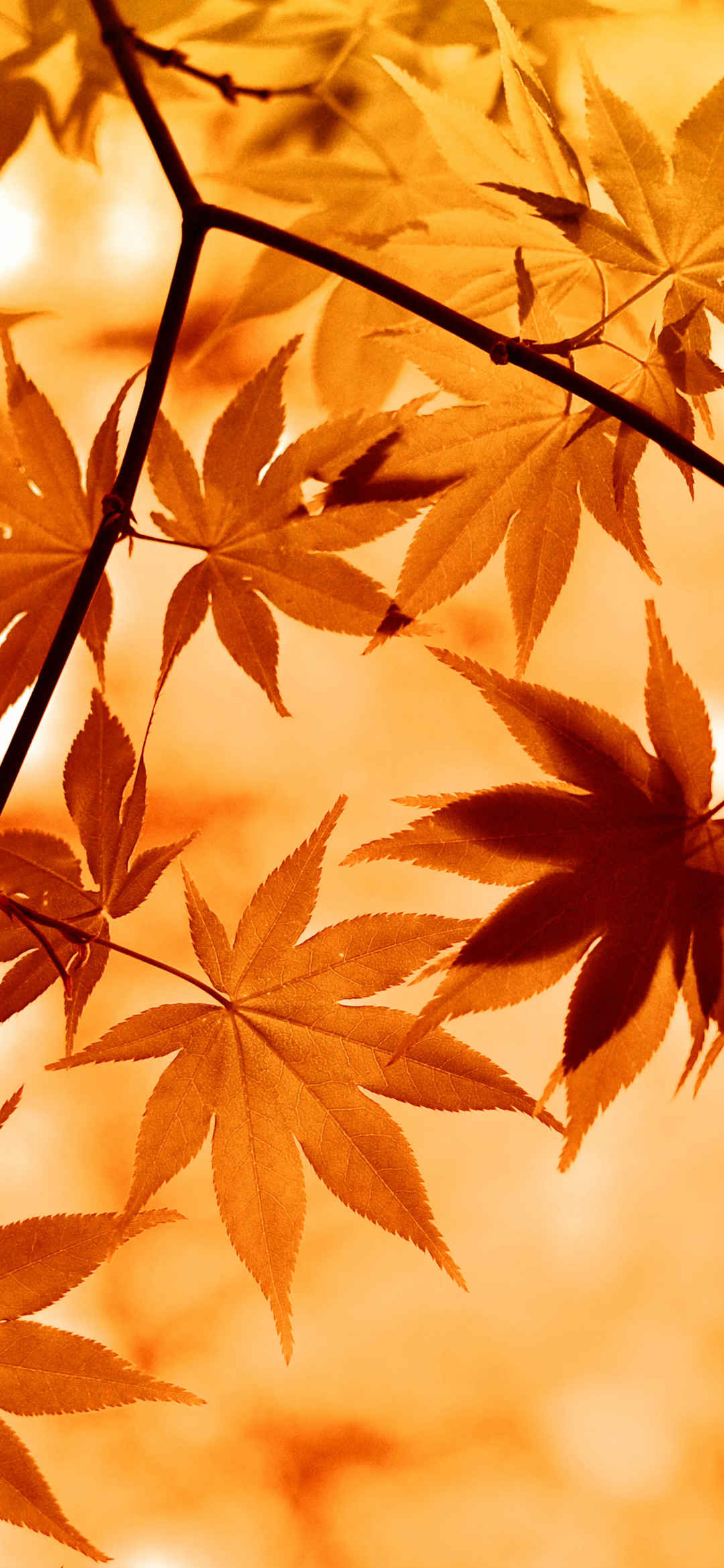 秋天针型枫叶美景竖屏壁纸