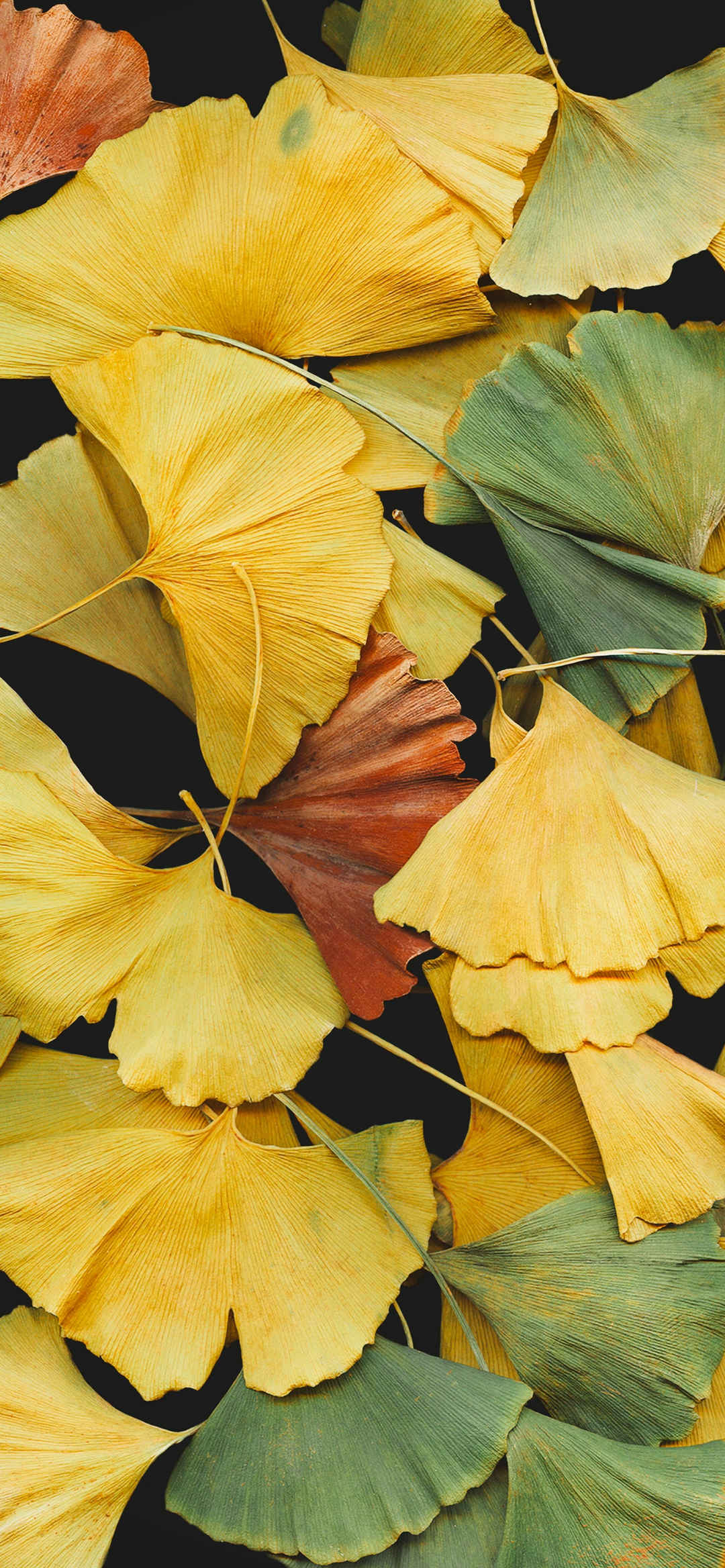 秋天浮萍干燥叶子美景壁纸-