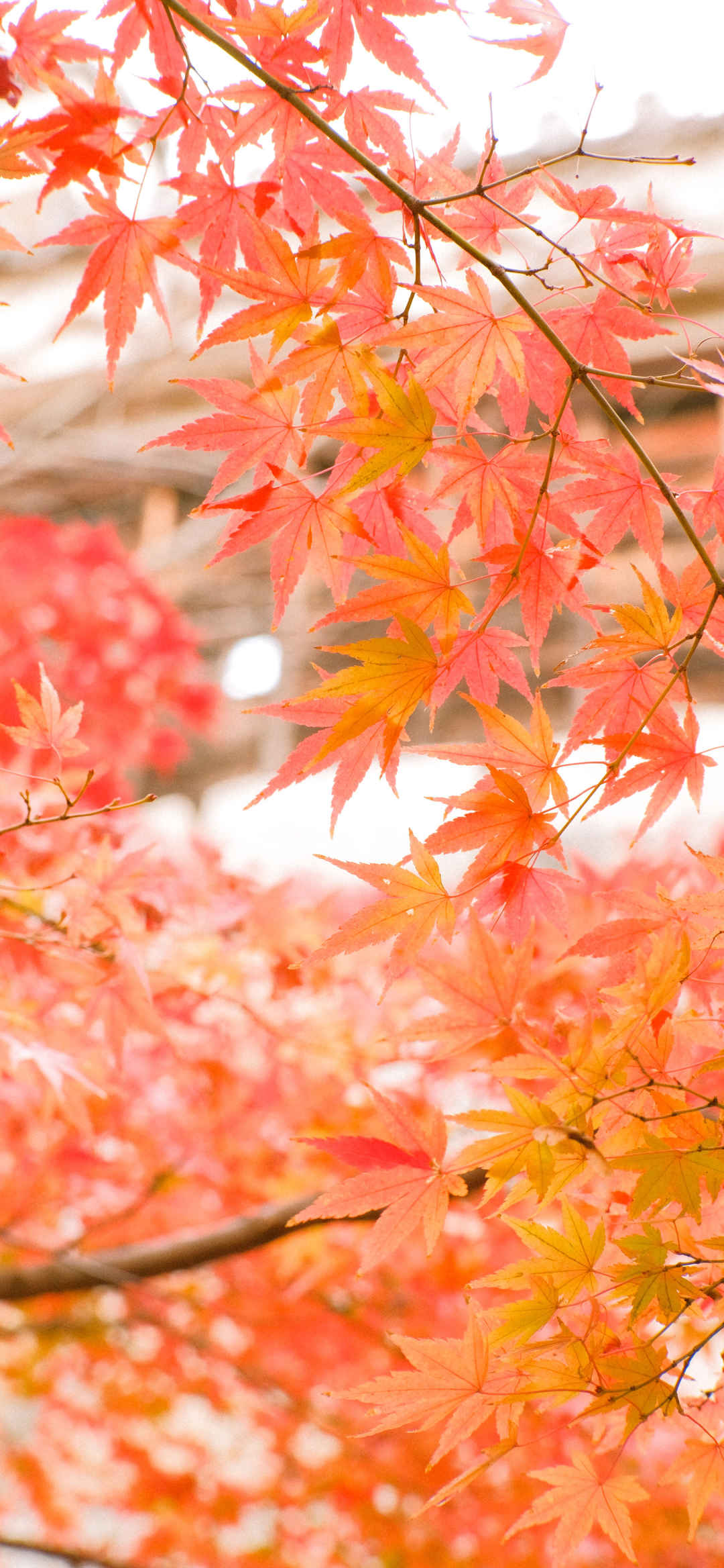 秋天针型枫叶热情美景壁纸-