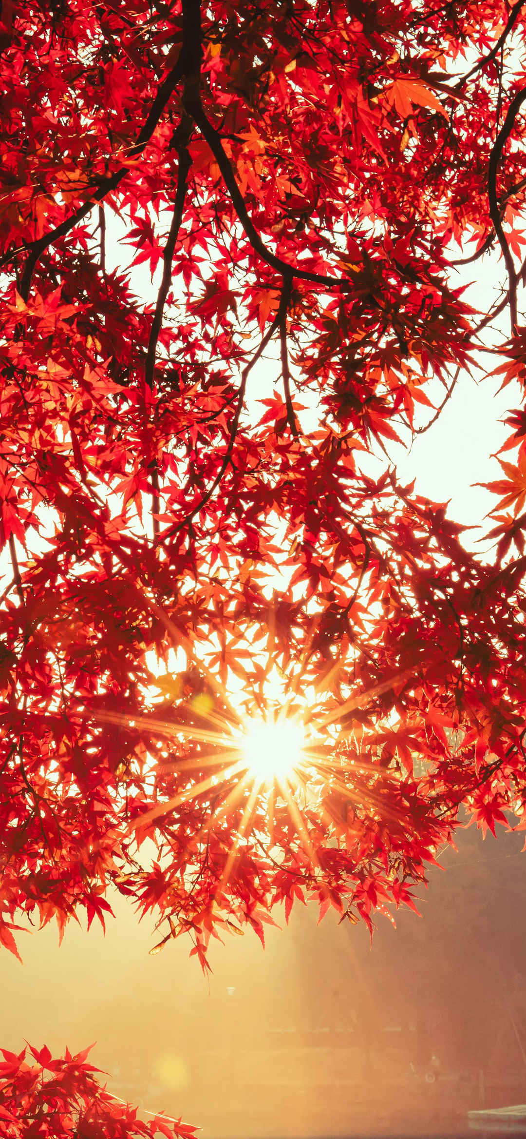 秋天红色树叶阳光美景壁纸-