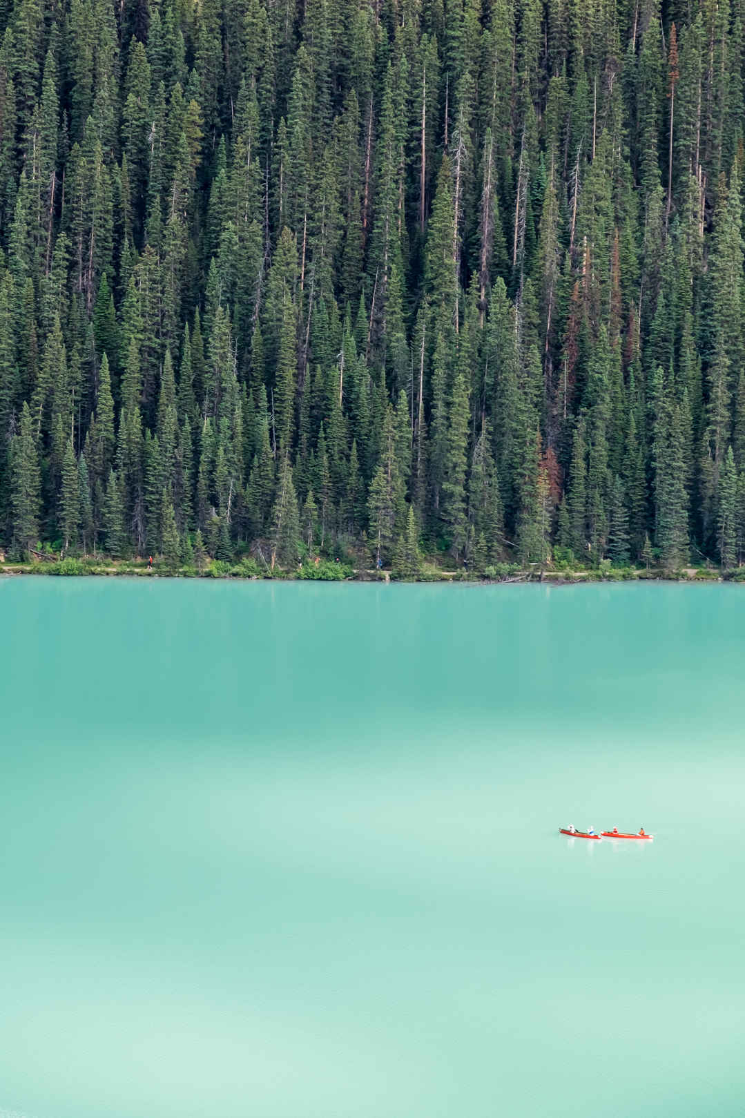 湖上一只皮艇上巨杉树林风景图