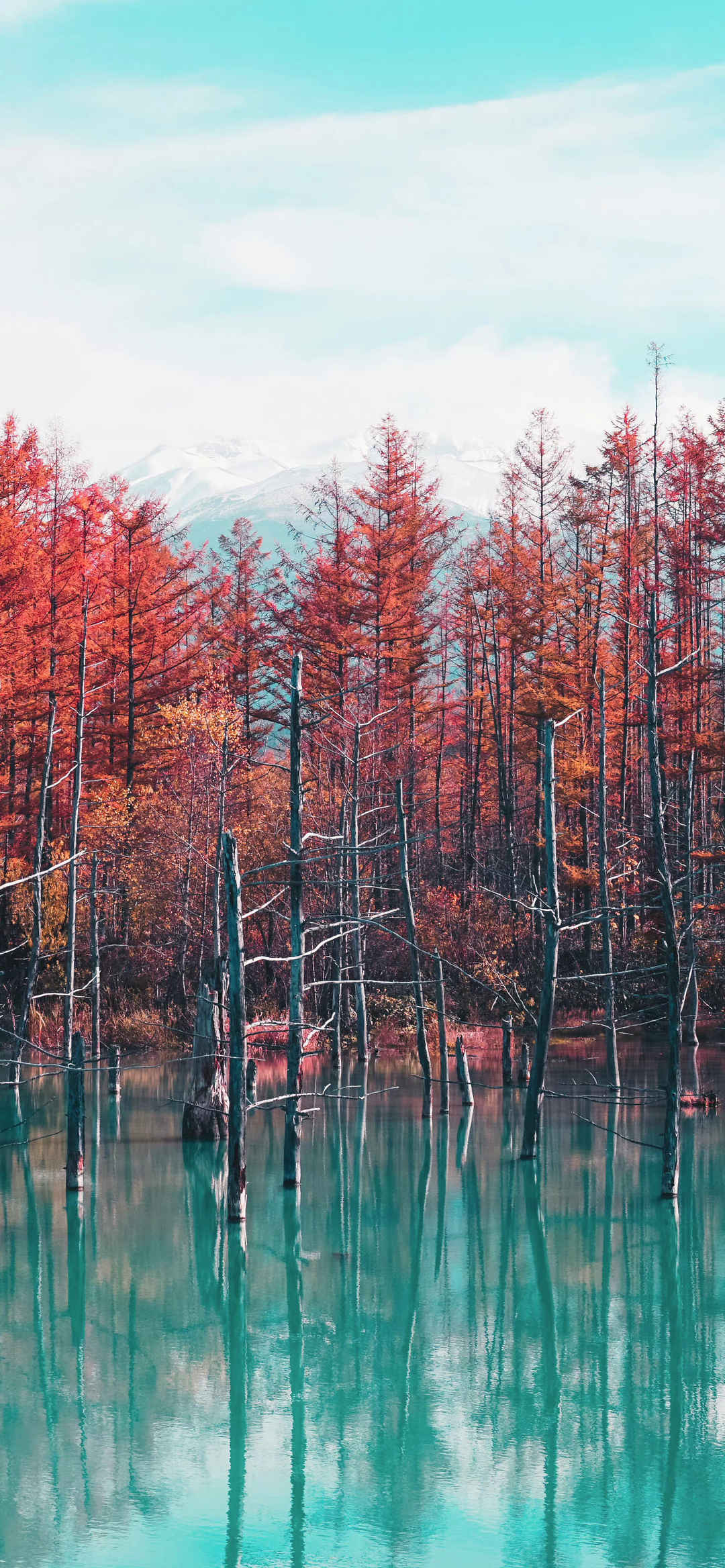 高清风景湖中红树林真实壁纸