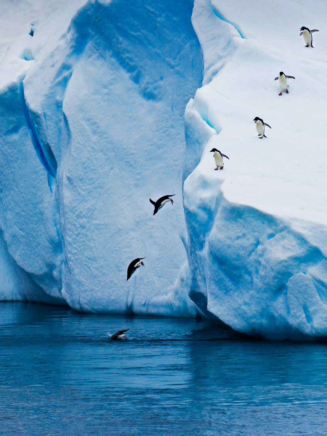 企鹅从冰川上跳到水里壁纸