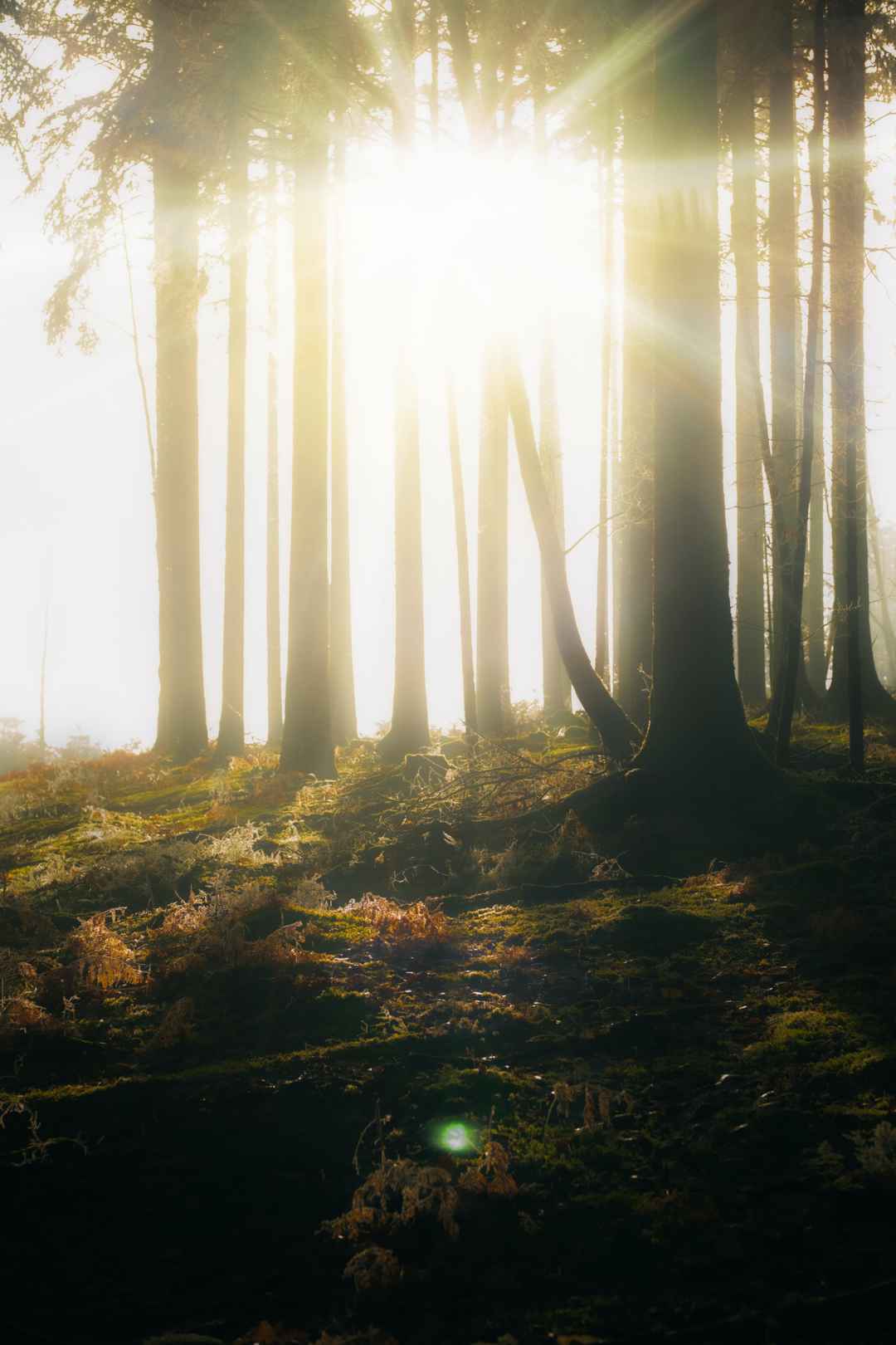 森林逆光手机壁纸风景图片-