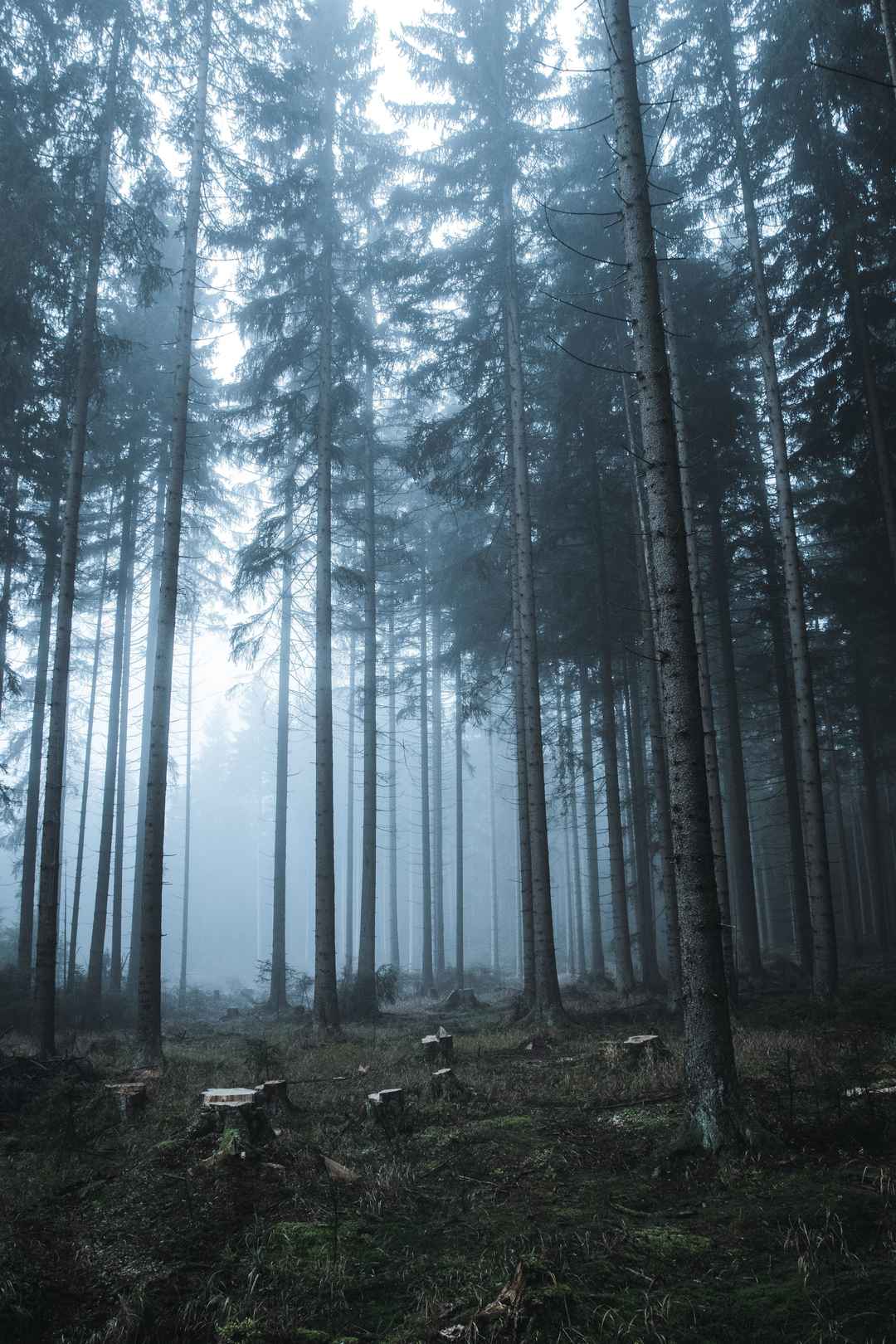 雾水若隐若现山林手机壁纸图片