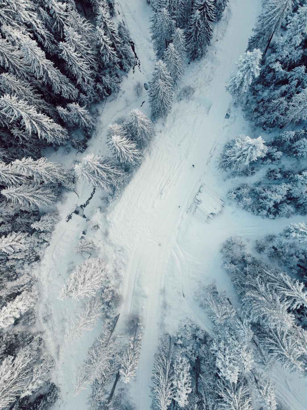 冬季雪下松树林手机壁纸图片-