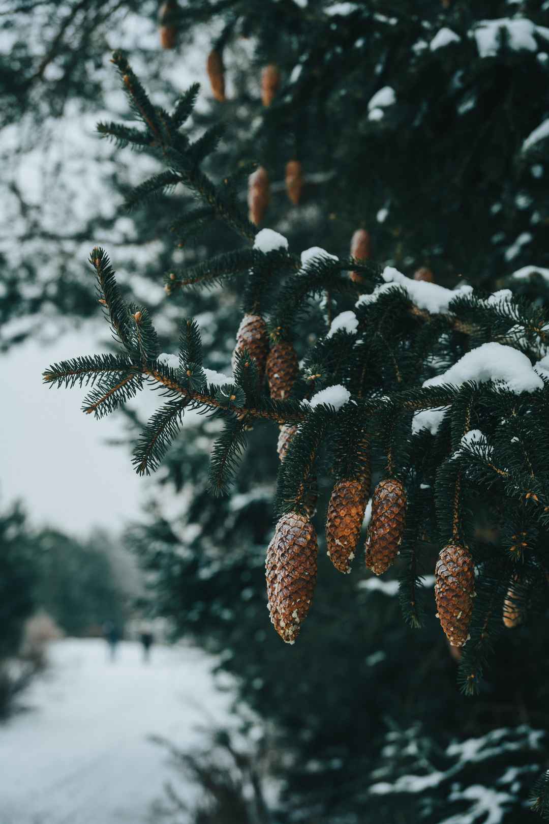 冬季冷杉树手机壁纸