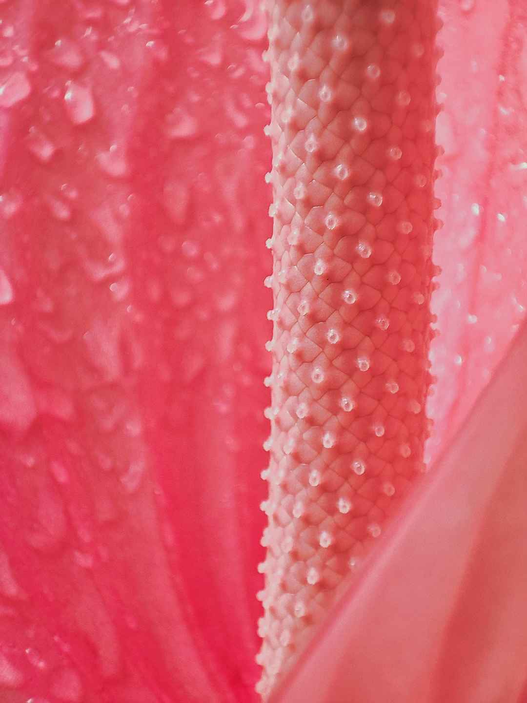 粉色花蕊微距摄影高清壁纸图片-
